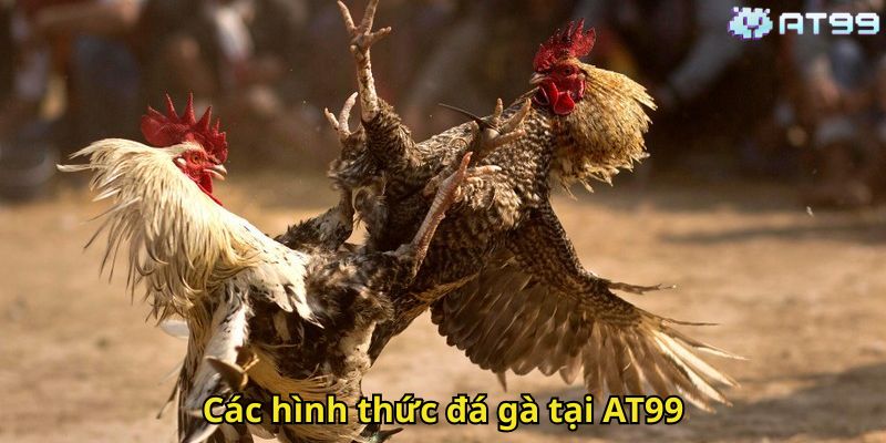 Đá Gà AT99: Trải Nghiệm Cá Cược Đỉnh Cao Nhất Tại AT99 1 Các hình thức đá gà tại AT99