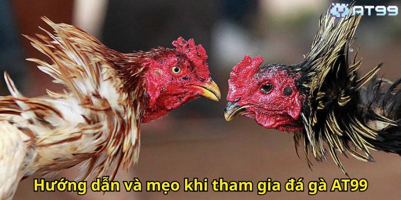 Đá Gà AT99: Trải Nghiệm Cá Cược Đỉnh Cao Nhất Tại AT99 3 Hướng dẫn và mẹo khi tham gia đá gà AT99