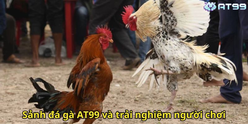 Đá Gà AT99: Trải Nghiệm Cá Cược Đỉnh Cao Nhất Tại AT99 2 Sảnh đá gà AT99 và trải nghiệm người chơi